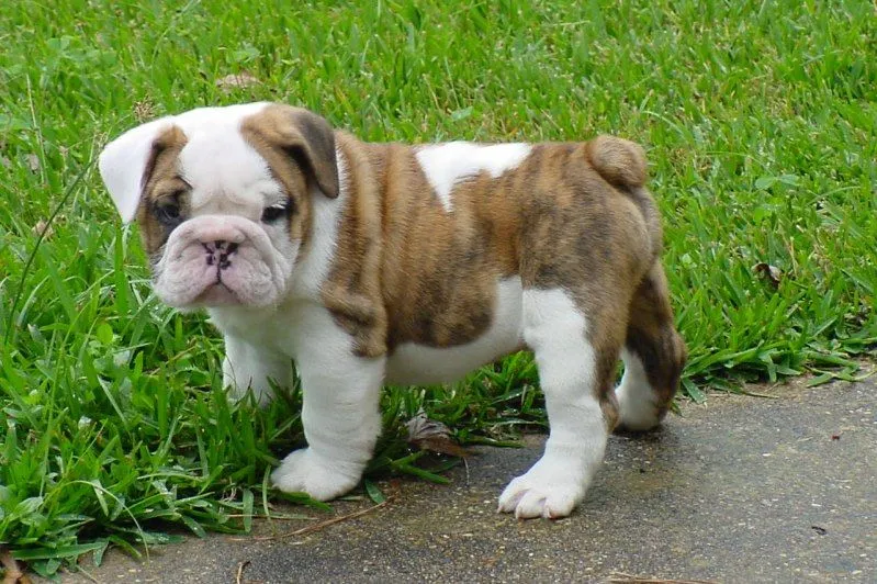 Miniature English Bulldog